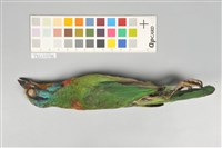 五色鳥藏品圖，第5張